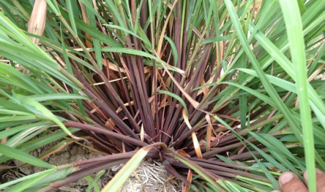 ตะไคร้หอม (Citronella) สมุนไพรไล่ยุงและการบำบัดด้วยกลิ่นเพื่อความผ่อนคลาย