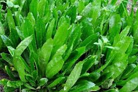 ผักชีฝรั่ง (Culantro) สมุนไพรบำรุงกระดูกและกลไกการกำจัดสารพิษในเลือด