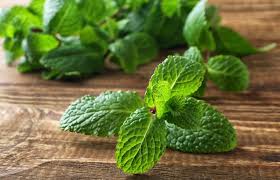 สะระแหน่ (Kitchen Mint) สมุนไพรดับร้อนและแก้อาการปวดศีรษะ