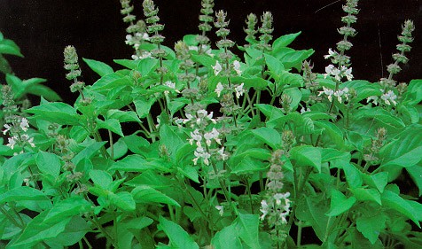 แมงลัก (Lemon Basil) สมุนไพรควบคุมน้ำหนักและกลไกการล้างไขมันในลำไส้