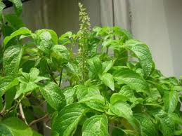 ใบยี่หร่า (Tree Basil) สมุนไพรฤทธิ์ร้อนสยบอาการปวดท้องและขับพิษร้อน